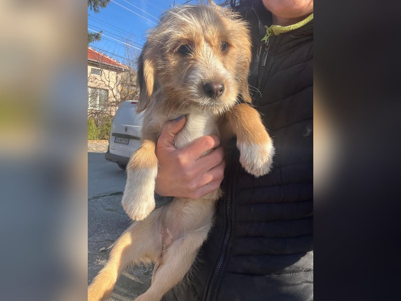 CINI ist eine von sechs bezaubernden Cockermix-Welpen.