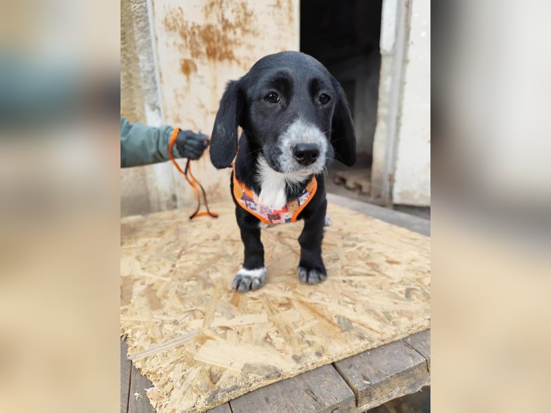 COCO  ist eine von sechs bezaubernden Cockermix-Welpen.