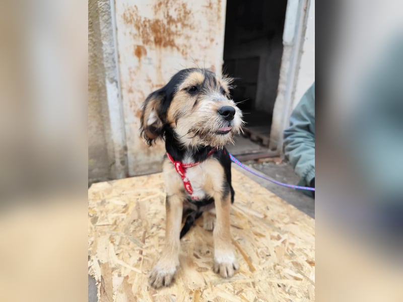 Cookie ist eine von sechs bezaubernden Cockermix-Welpen.