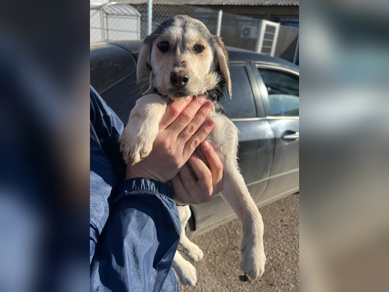 CELIA ist eine von sechs bezaubernden Cockermix-Welpen.