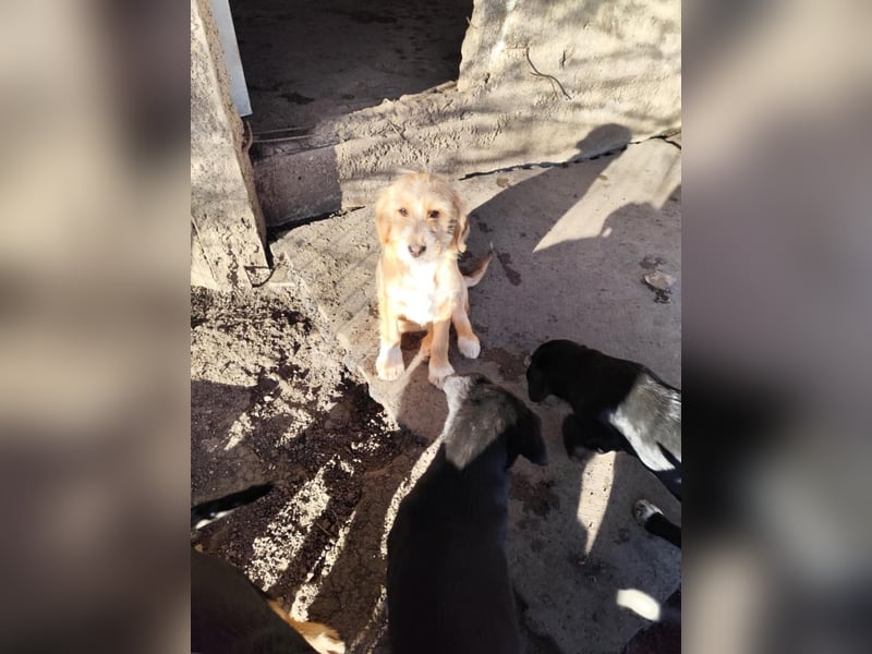 CINI ist eine von sechs bezaubernden Cockermix-Welpen.