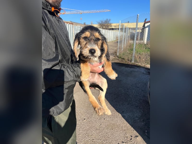 Cookie ist eine von sechs bezaubernden Cockermix-Welpen.