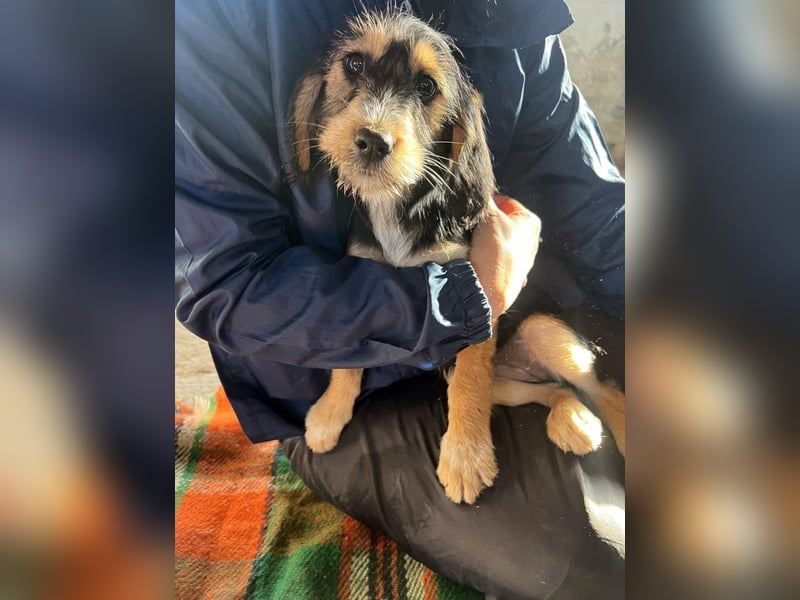 Cookie ist eine von sechs bezaubernden Cockermix-Welpen.