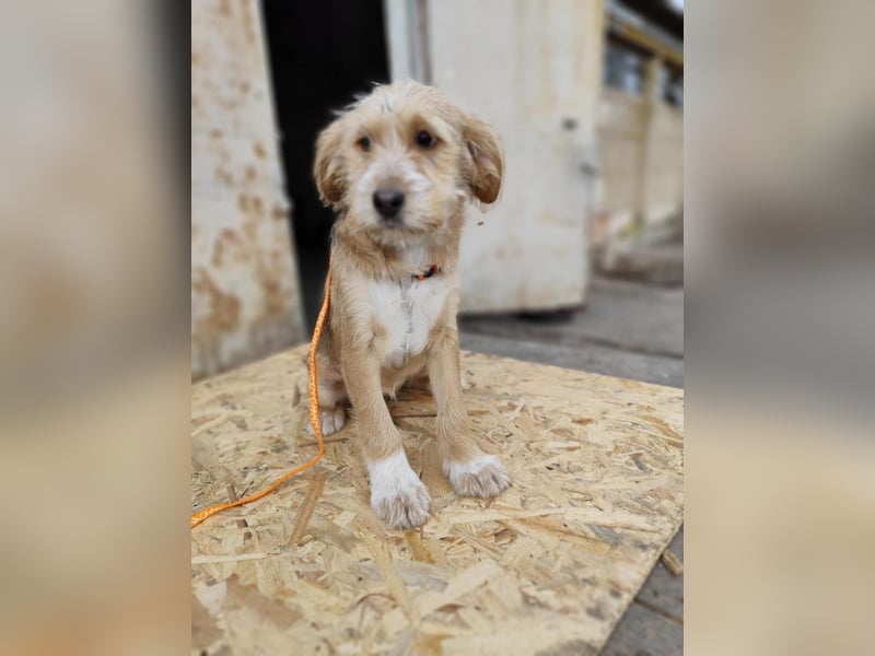 CINI ist eine von sechs bezaubernden Cockermix-Welpen.