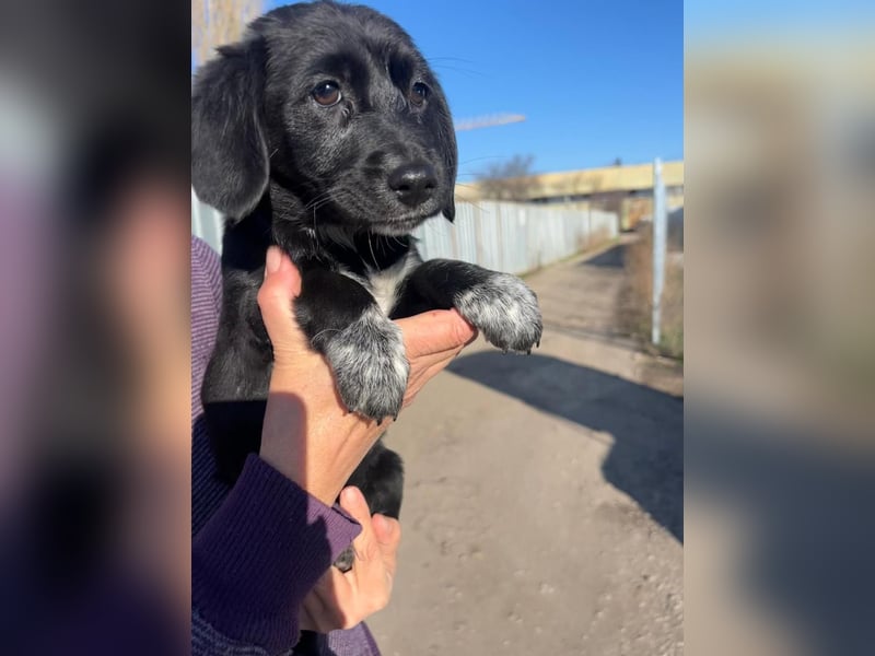 COCO  ist eine von sechs bezaubernden Cockermix-Welpen.