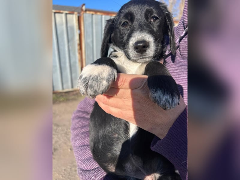 COSMA ist eine von sechs bezaubernden Cockermix-Welpen.