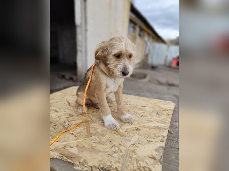 CINI ist eine von sechs bezaubernden Cockermix-Welpen.