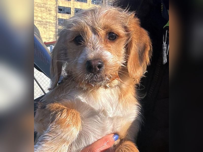 CINI ist eine von sechs bezaubernden Cockermix-Welpen.