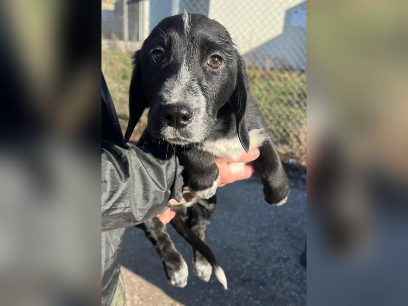 COLIN ist einer von sechs bezaubernden Cockermix-Welpen.