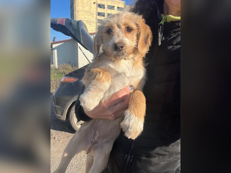 CINI ist eine von sechs bezaubernden Cockermix-Welpen.