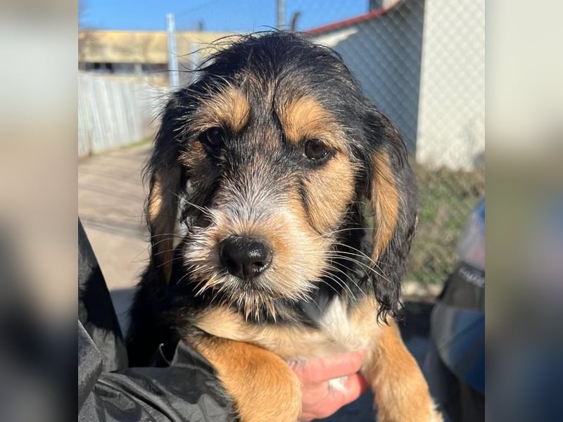 Cookie ist eine von sechs bezaubernden Cockermix-Welpen.