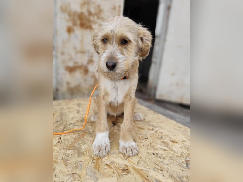 CINI ist eine von sechs bezaubernden Cockermix-Welpen.