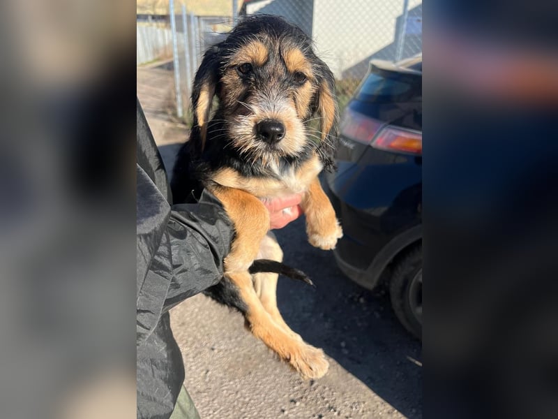 Cookie ist eine von sechs bezaubernden Cockermix-Welpen.