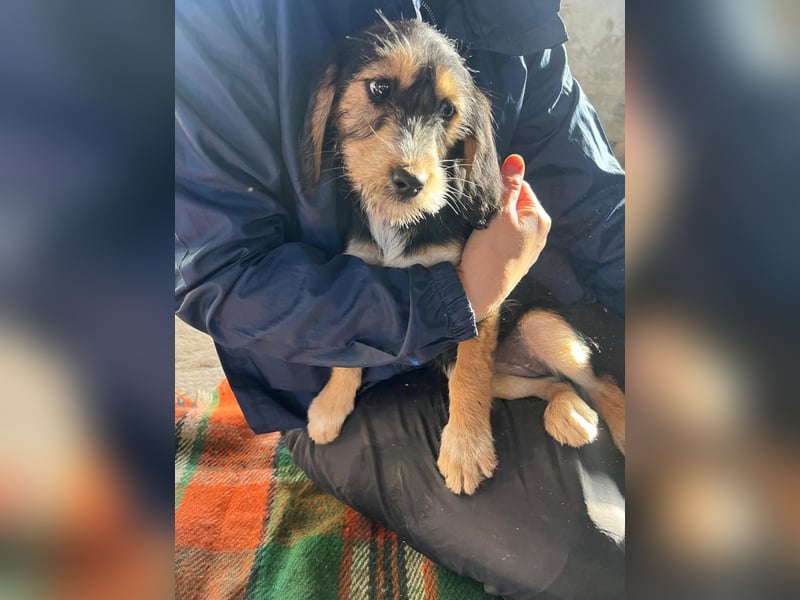 Cookie ist eine von sechs bezaubernden Cockermix-Welpen.