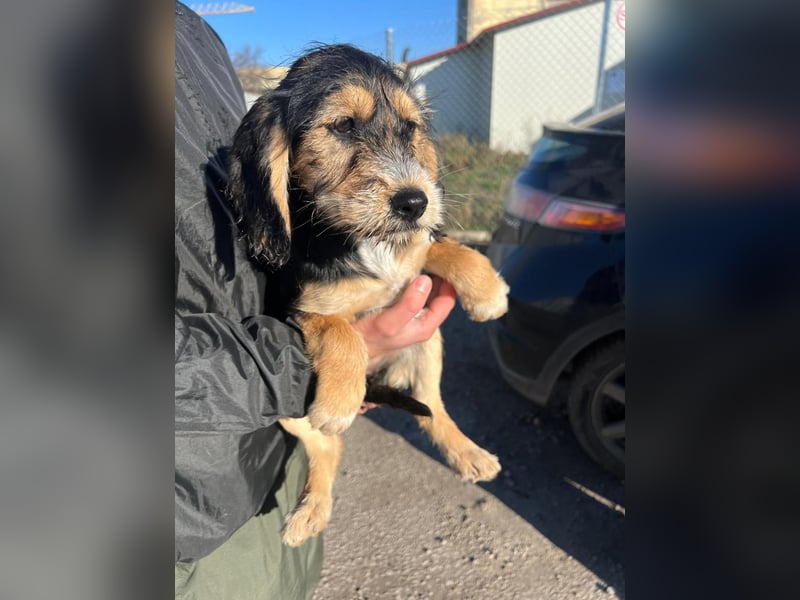 Cookie ist eine von sechs bezaubernden Cockermix-Welpen.