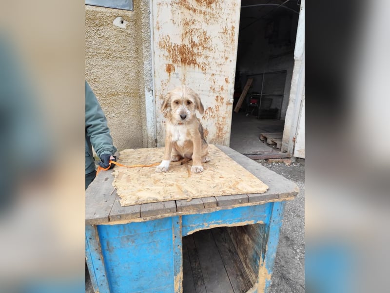 CINI ist eine von sechs bezaubernden Cockermix-Welpen.