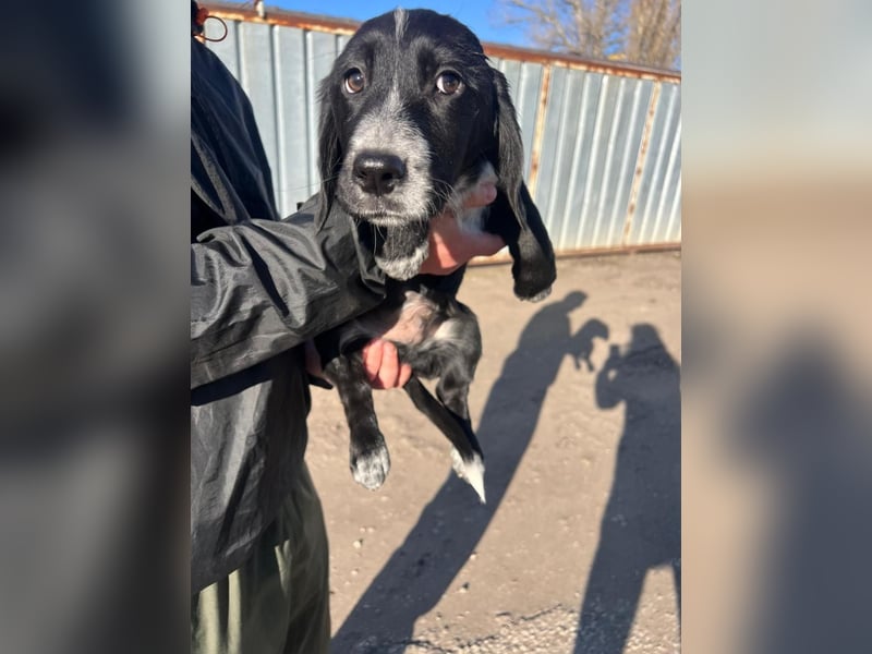 COLIN ist einer von sechs bezaubernden Cockermix-Welpen.