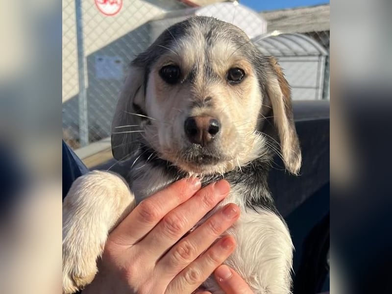 CELIA ist eine von sechs bezaubernden Cockermix-Welpen.