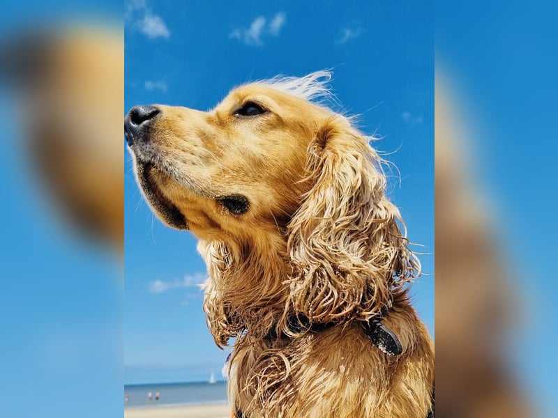 Reinrassiger Engl. Cocker Spaniel-Nur Deckrüde, kein Verkauf!!!!