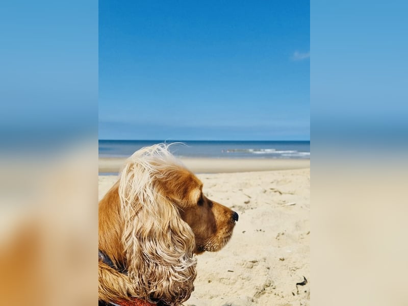 Reinrassiger Engl. Cocker Spaniel-Nur Deckrüde, kein Verkauf!!!!