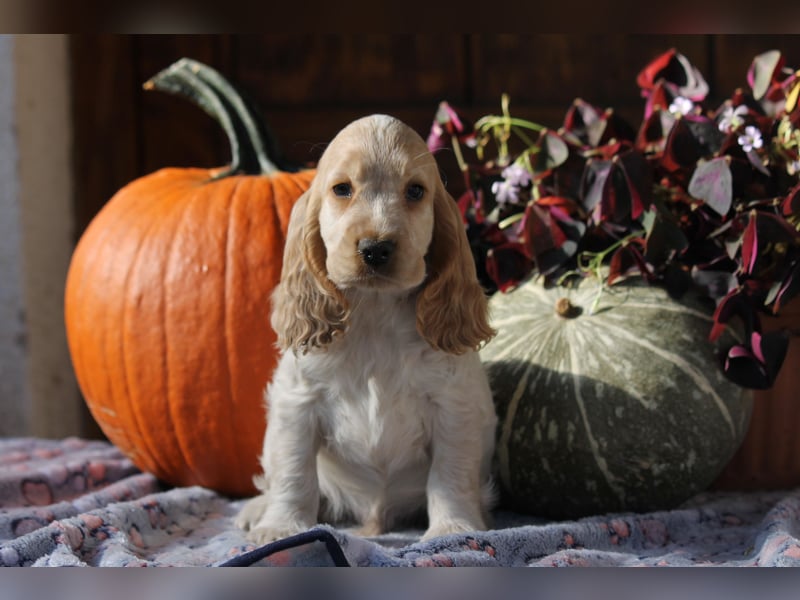 Englischer Cocker Spaniel