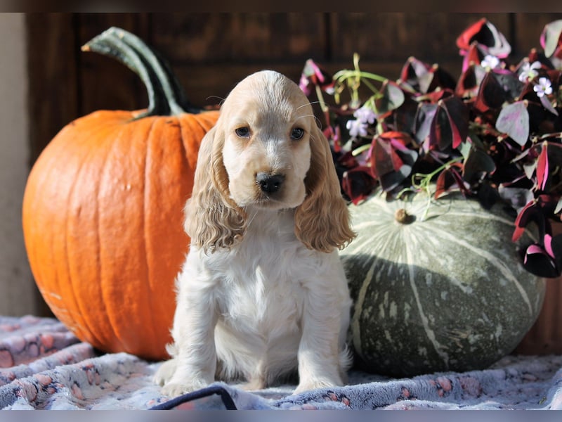 Englischer Cocker Spaniel