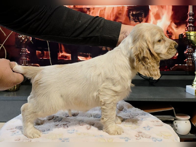 Englischer Cocker Spaniel