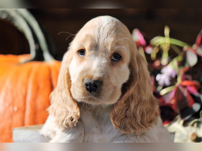 Englischer Cocker Spaniel