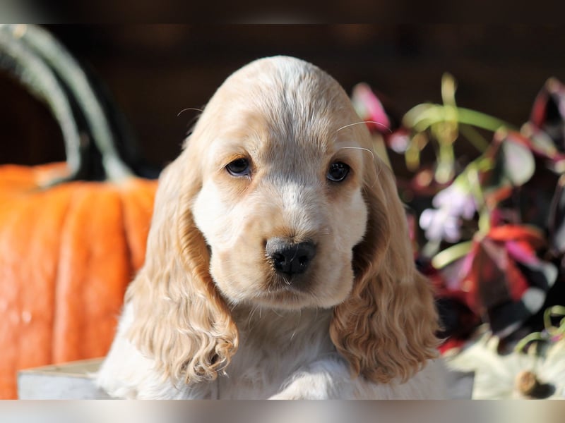 Englischer Cocker Spaniel