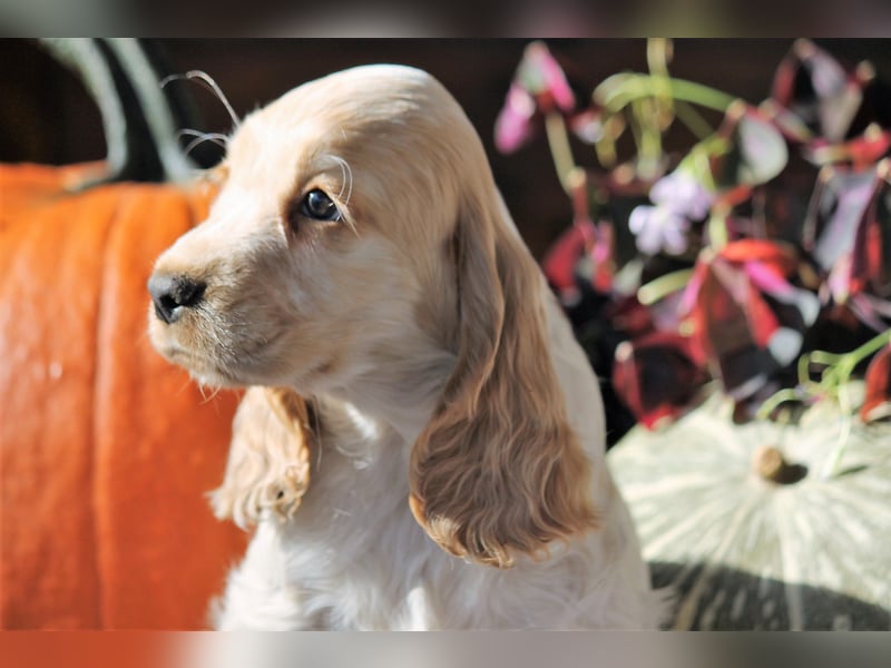 Englischer Cocker Spaniel