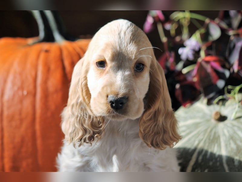 Englischer Cocker Spaniel