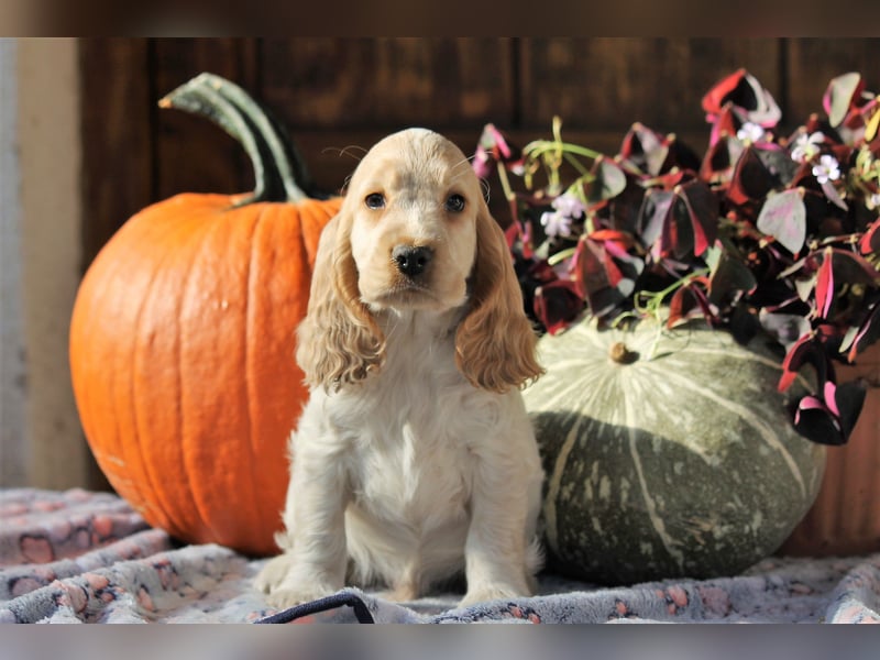 Englischer Cocker Spaniel