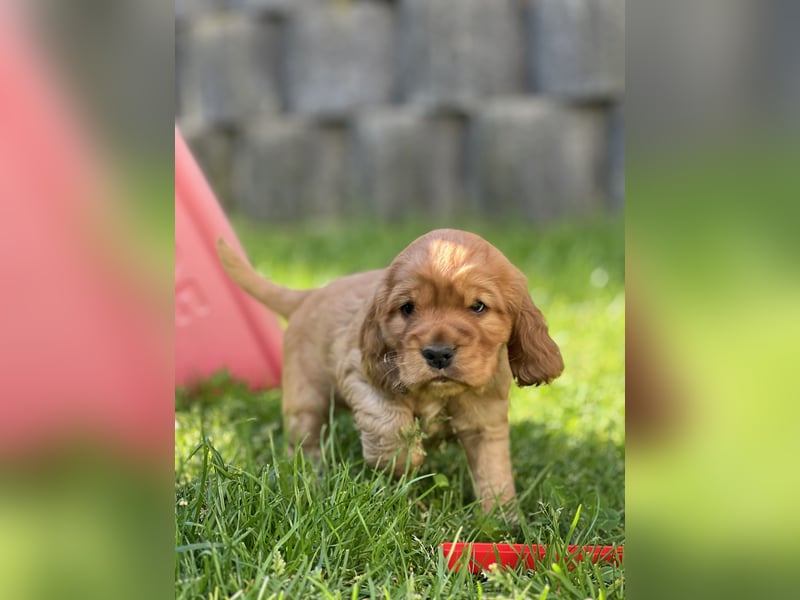 Reinrassiger Englische Cocker Spaniel Rüde von Reinrassigen Eltern
