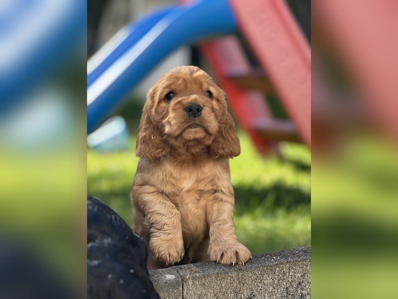 Reinrassiger Englische Cocker Spaniel Rüde von Reinrassigen Eltern