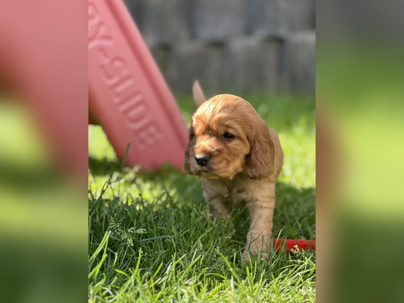 Reinrassiger Englische Cocker Spaniel Rüde von Reinrassigen Eltern