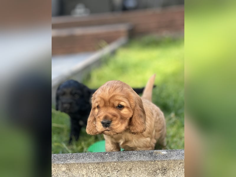 Reinrassiger Englische Cocker Spaniel Rüde von Reinrassigen Eltern