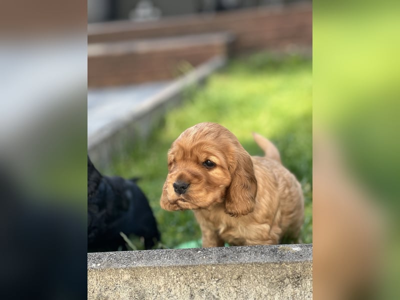 Reinrassiger Englische Cocker Spaniel Rüde von Reinrassigen Eltern