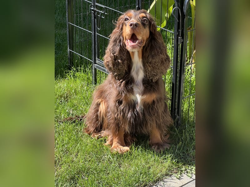 Englisch Cocker  Spaniel Hündin .