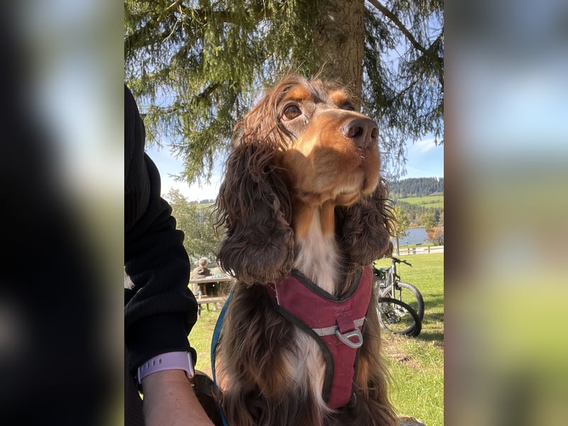 Englisch Cocker  Spaniel Hündin .