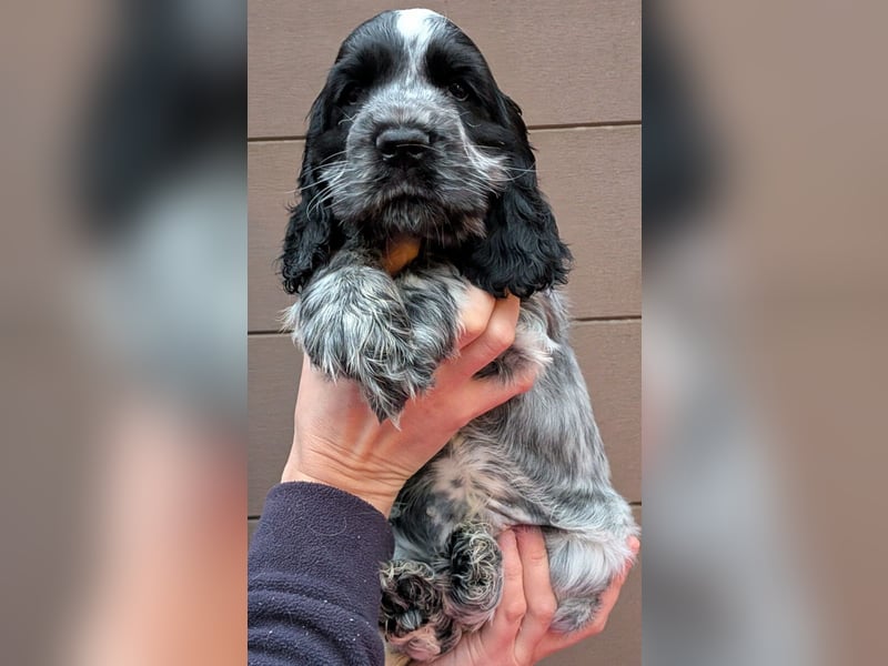 Wunderschöne Englische Cockerspaniel-Rüden mit VDH-Ahnentafel (Blauschimmel) - dell'Amarettini (VDH)