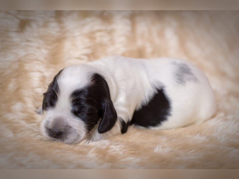 Englische Cockerspaniel Welpen