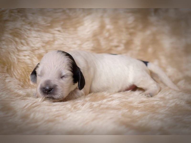 Englische Cockerspaniel Welpen