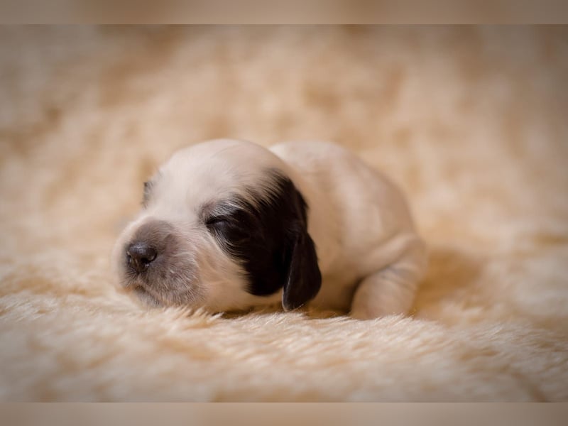 Englische Cockerspaniel Welpen