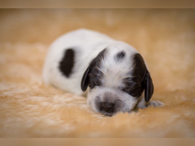 Englische Cockerspaniel Welpen