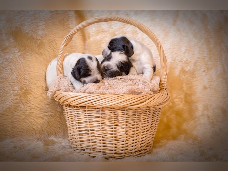 Englische Cockerspaniel Welpen