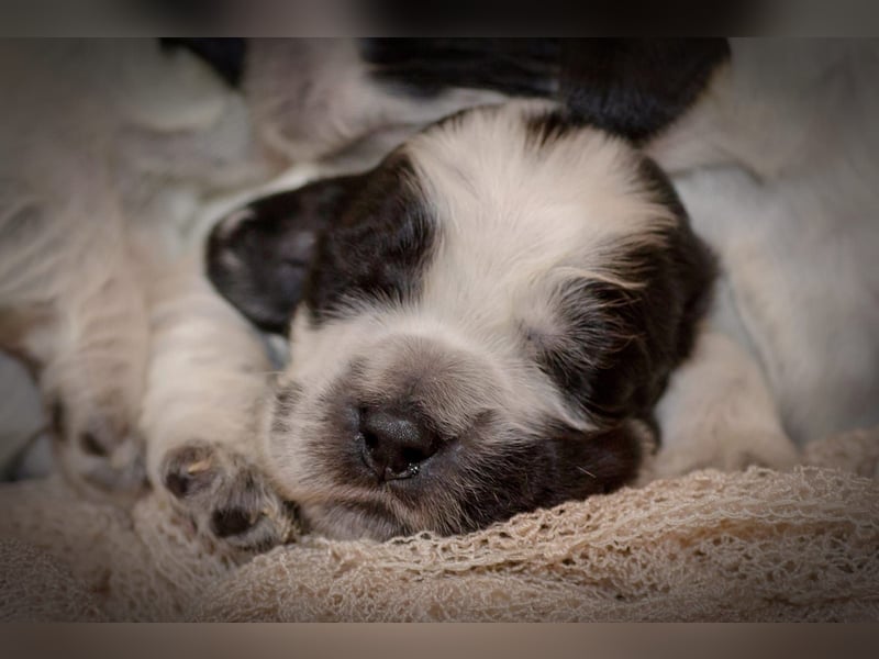 Englische Cockerspaniel Welpen