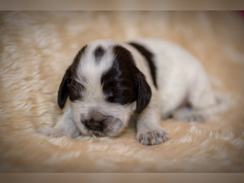 Englische Cockerspaniel Welpen