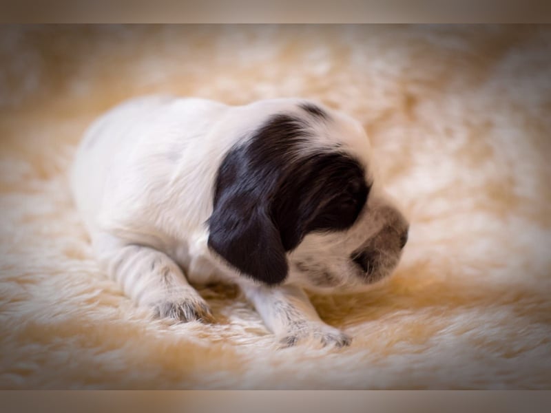 Englische Cockerspaniel Welpen