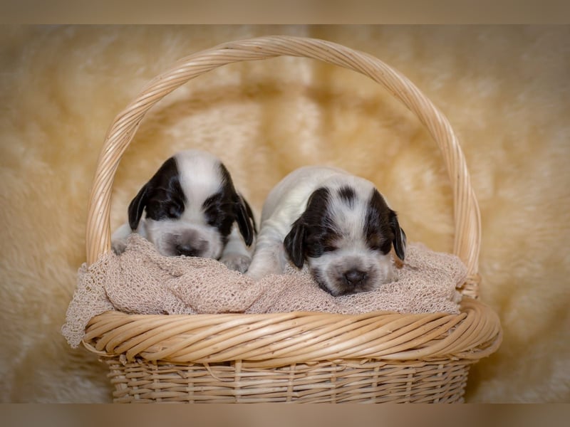 Englische Cockerspaniel Welpen