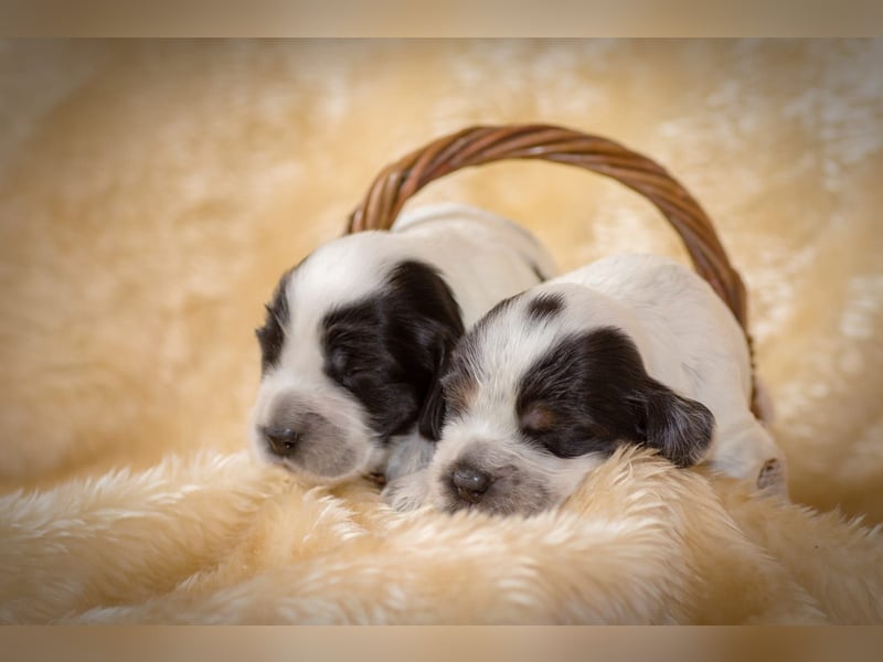 Englische Cockerspaniel Welpen